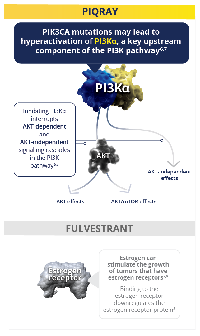 PIQRAY and fulvestrant mechanism of action graphic